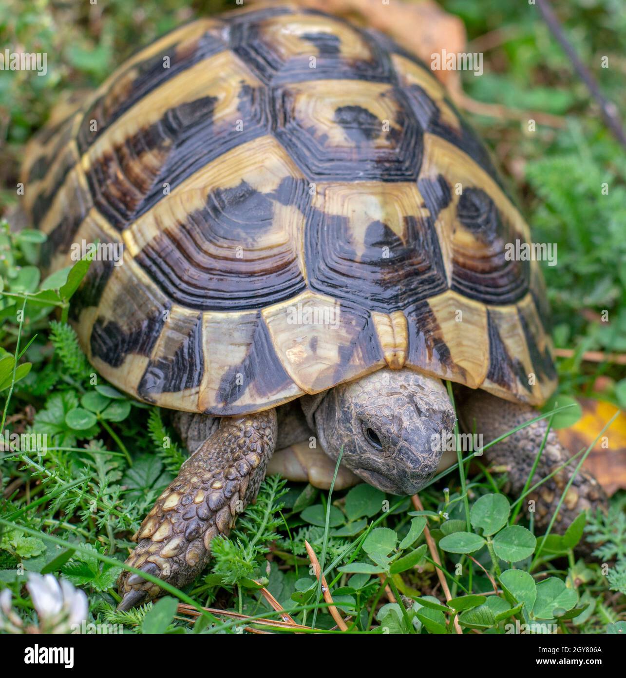 Hermanns hi-res stock photography and images - Alamy