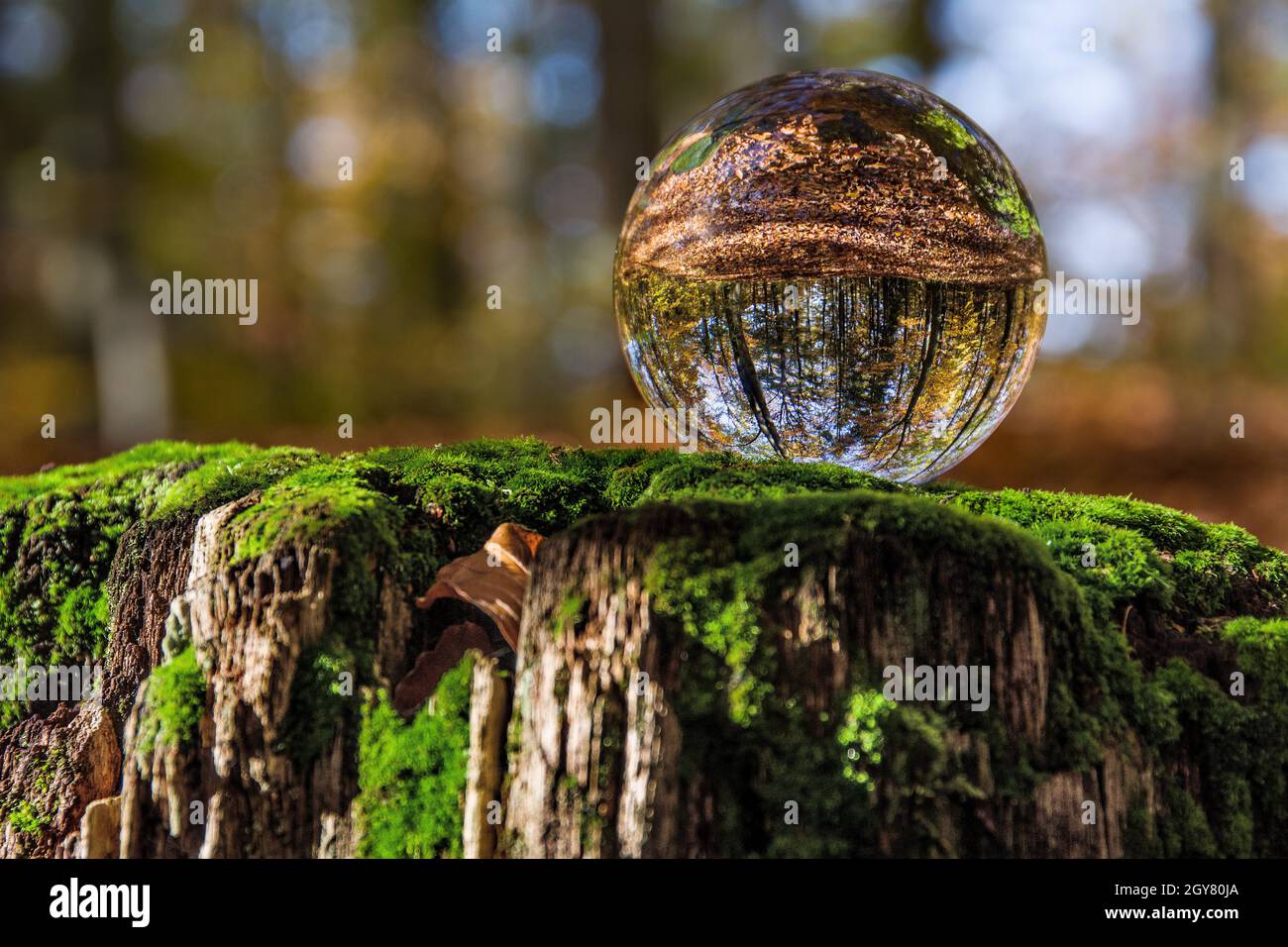 glass ball in the forest, beautiful landscape, macro Stock Photo