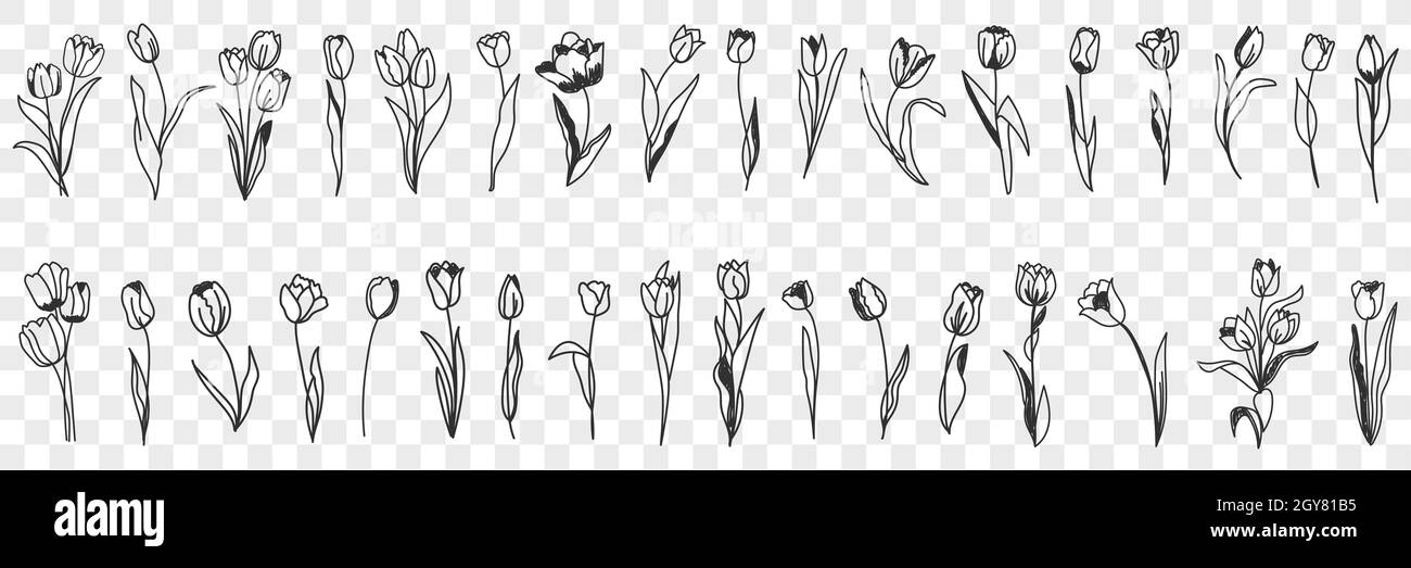 Tulip flowers decoration doodle set. Collection of hand drawn various blooming tulip floral pattern decorations wallpaper in rows isolated on transpar Stock Photo