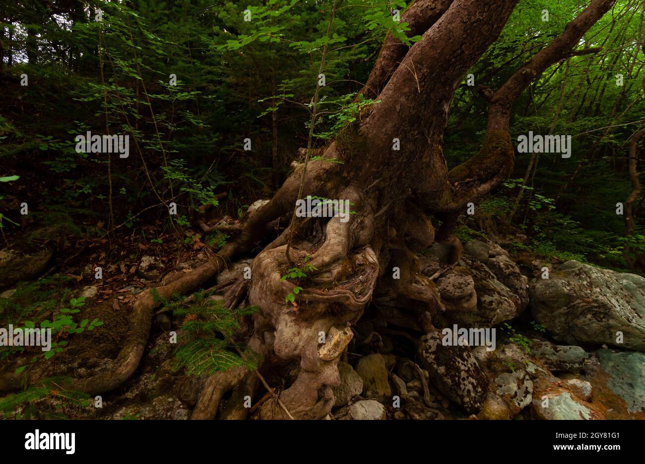 Ancient plane tree hi-res stock photography and images - Alamy
