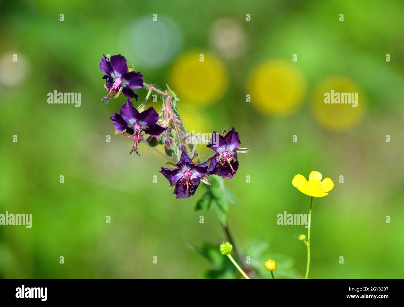 A lilac geranium phaeum and yellow buttercups in a meadow in the Belianske Tatra in Slovakia. Stock Photo