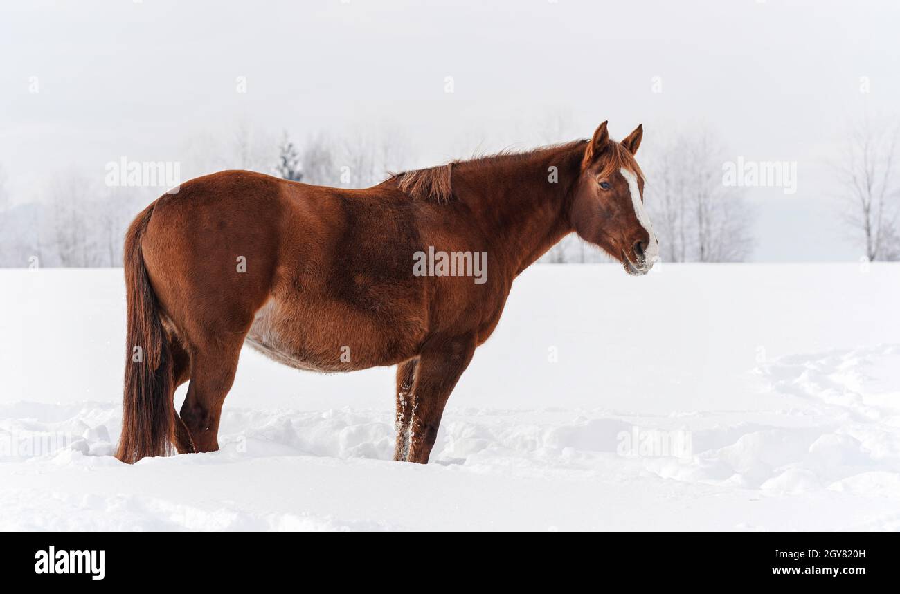 Brown horse standing on winter snow covered field, view from side. Stock Photo