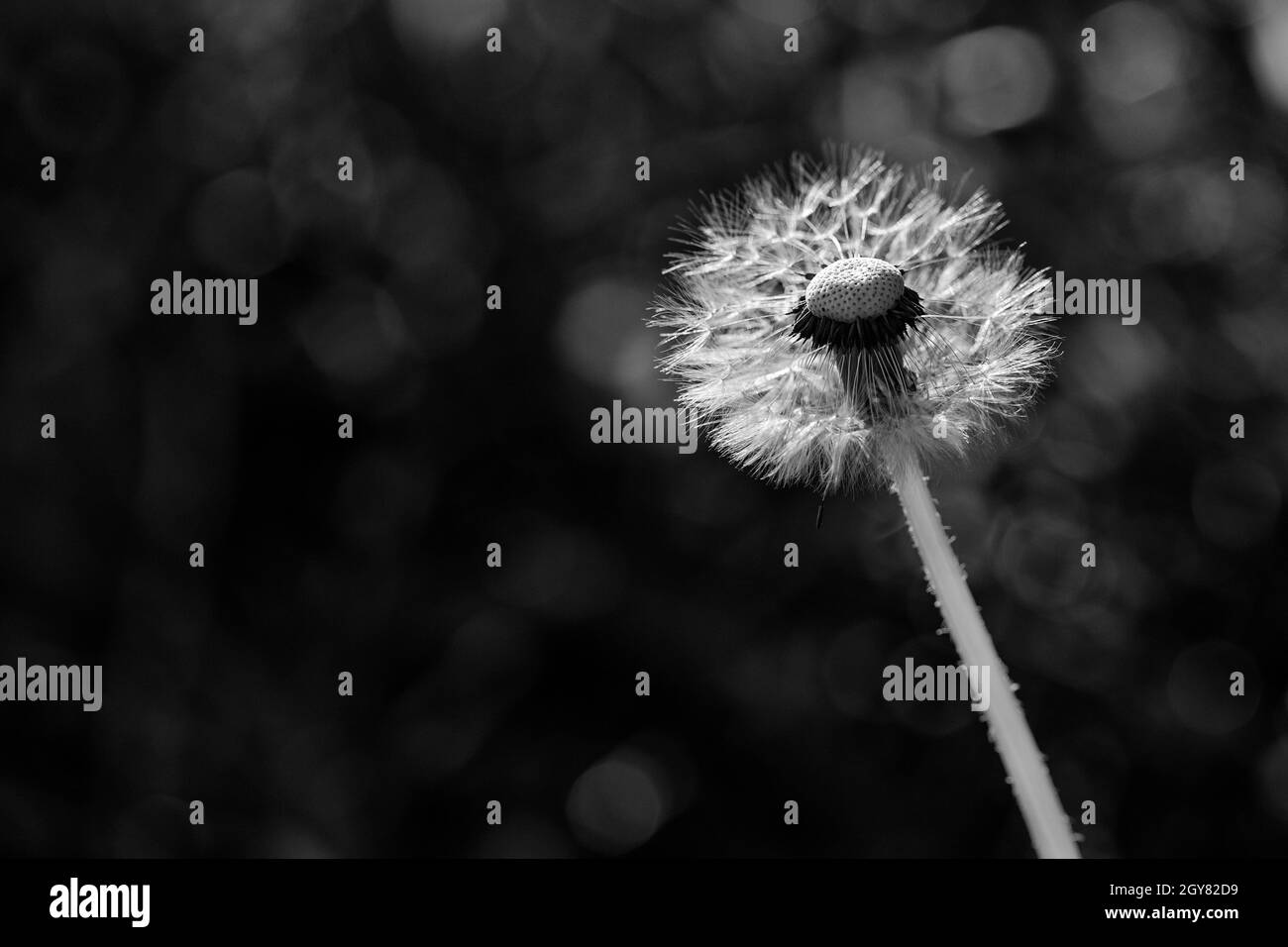 Dandelion field Black and White Stock Photos & Images Alamy