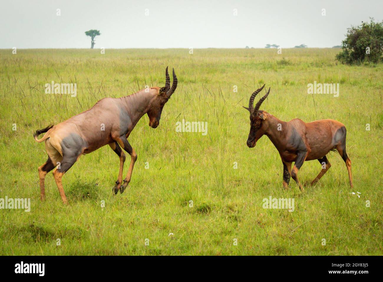 Two male topi fighting in long grass Stock Photo - Alamy