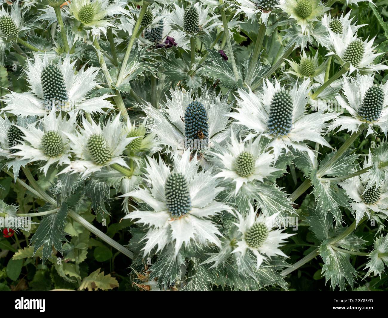 Closeup of Eryngium sea holly bracts and flower buds in a garden Stock Photo