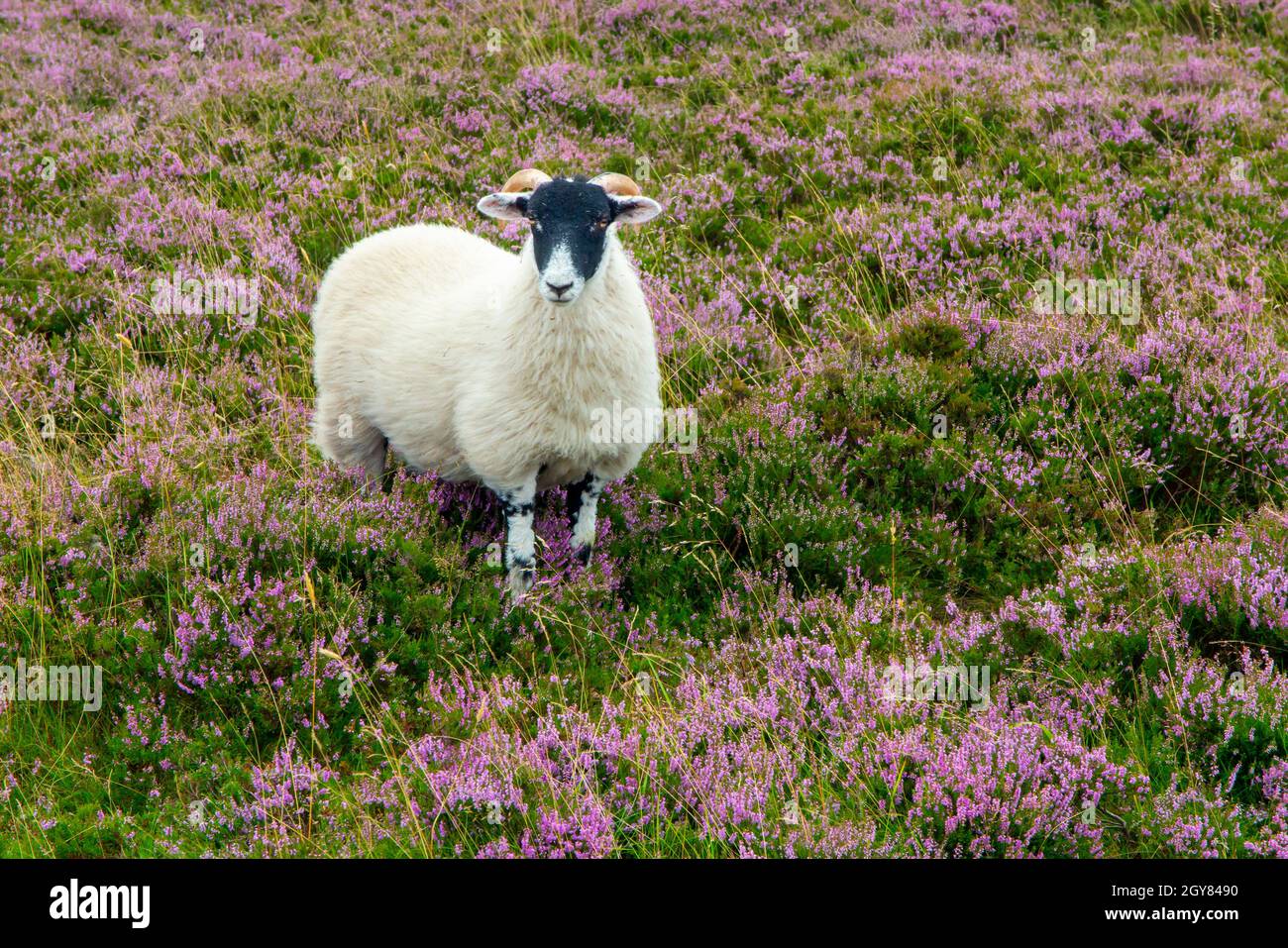 Sheep grazing on moorland with heather in bloom in late summer. Stock Photo