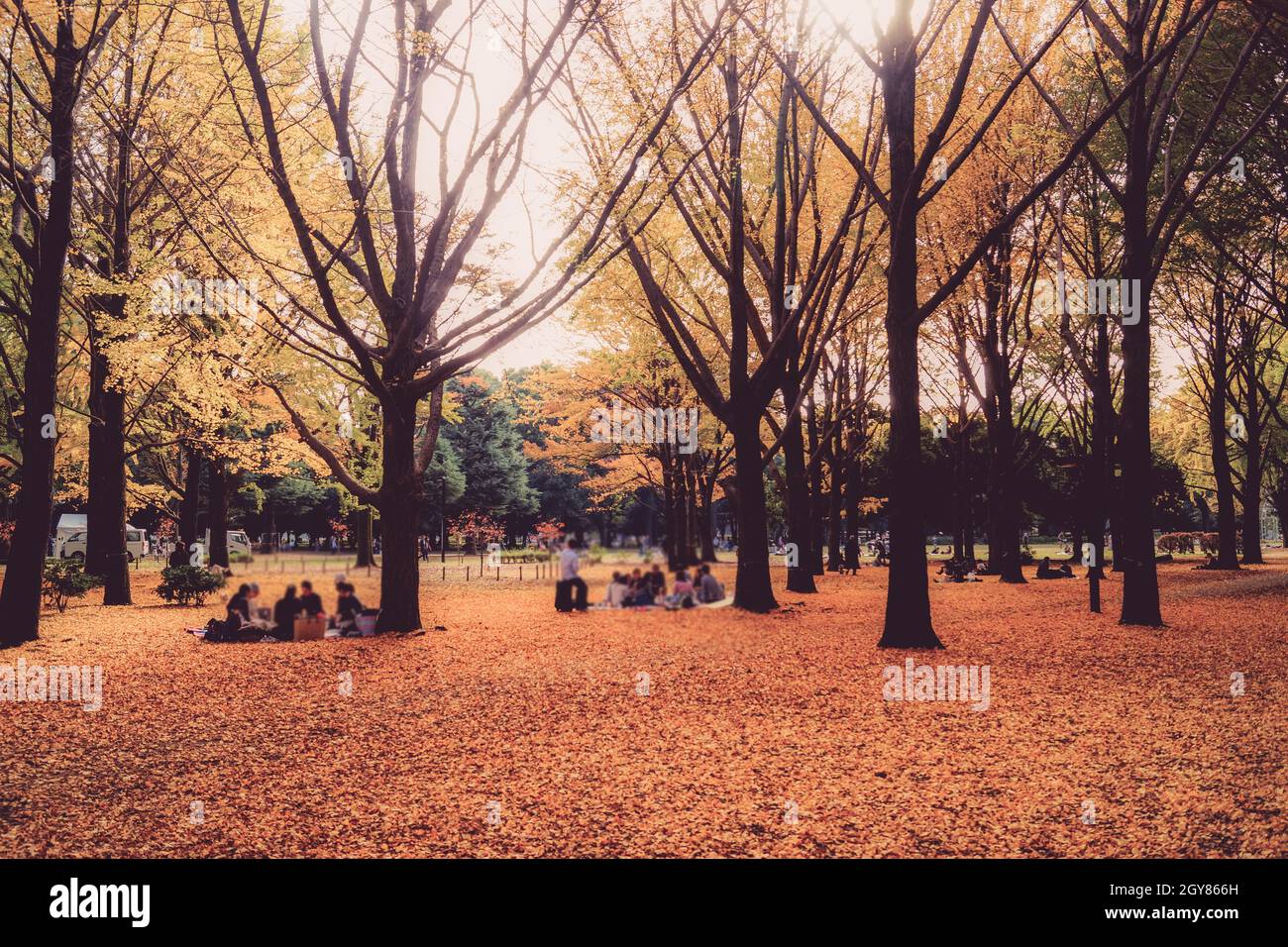 Yoyogi Park, which is covered in autumn leaves. Shooting Location: Tokyo metropolitan area Stock Photo