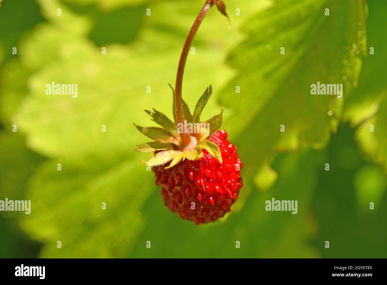 wild strawberry in summertime Stock Photo