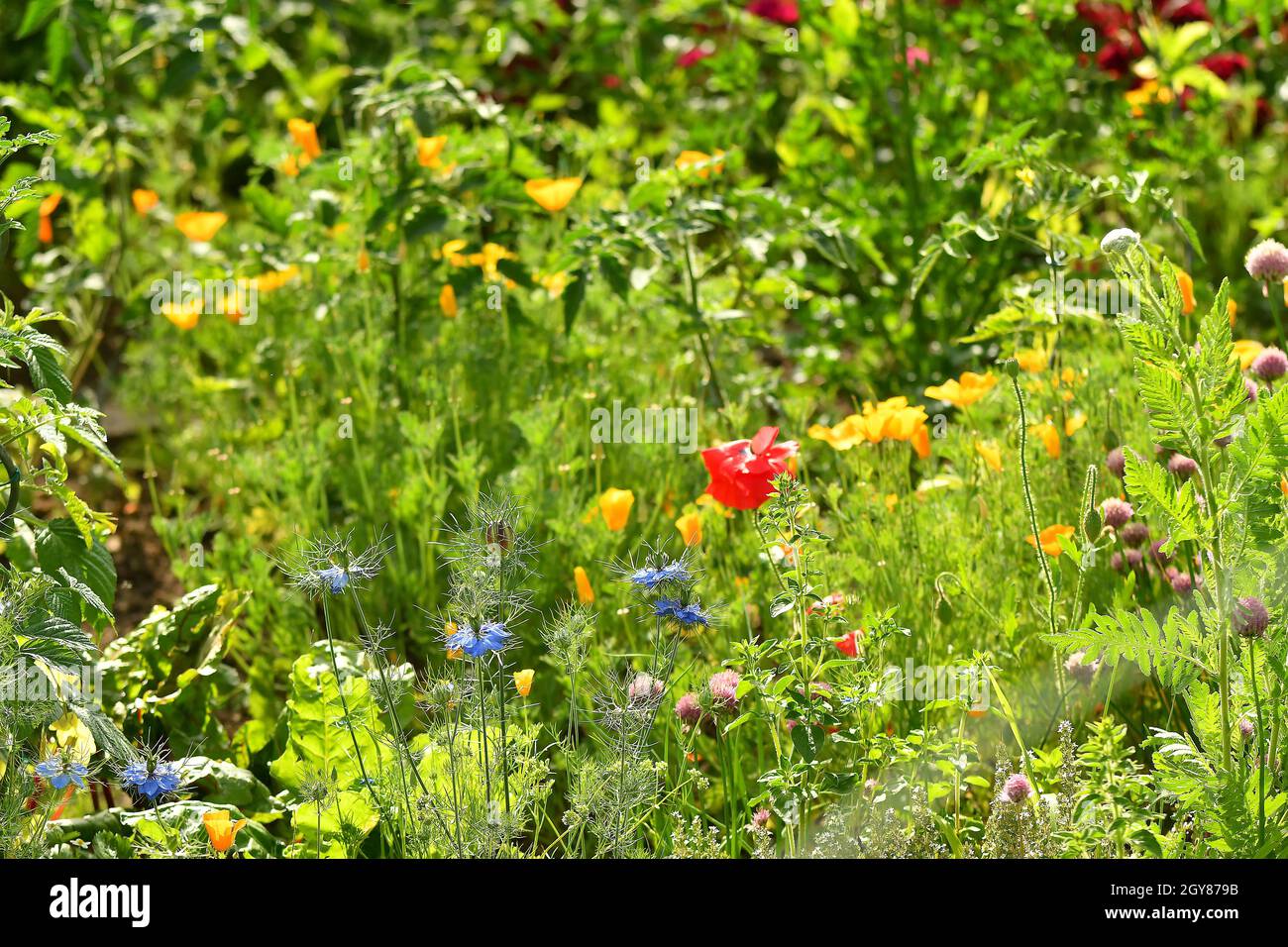 garden with many flowers and herbs in summertime Stock Photo