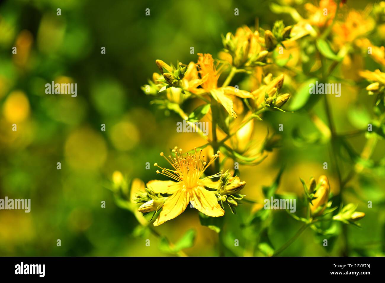 St. John wort, medicinal plant with flower Stock Photo Alamy