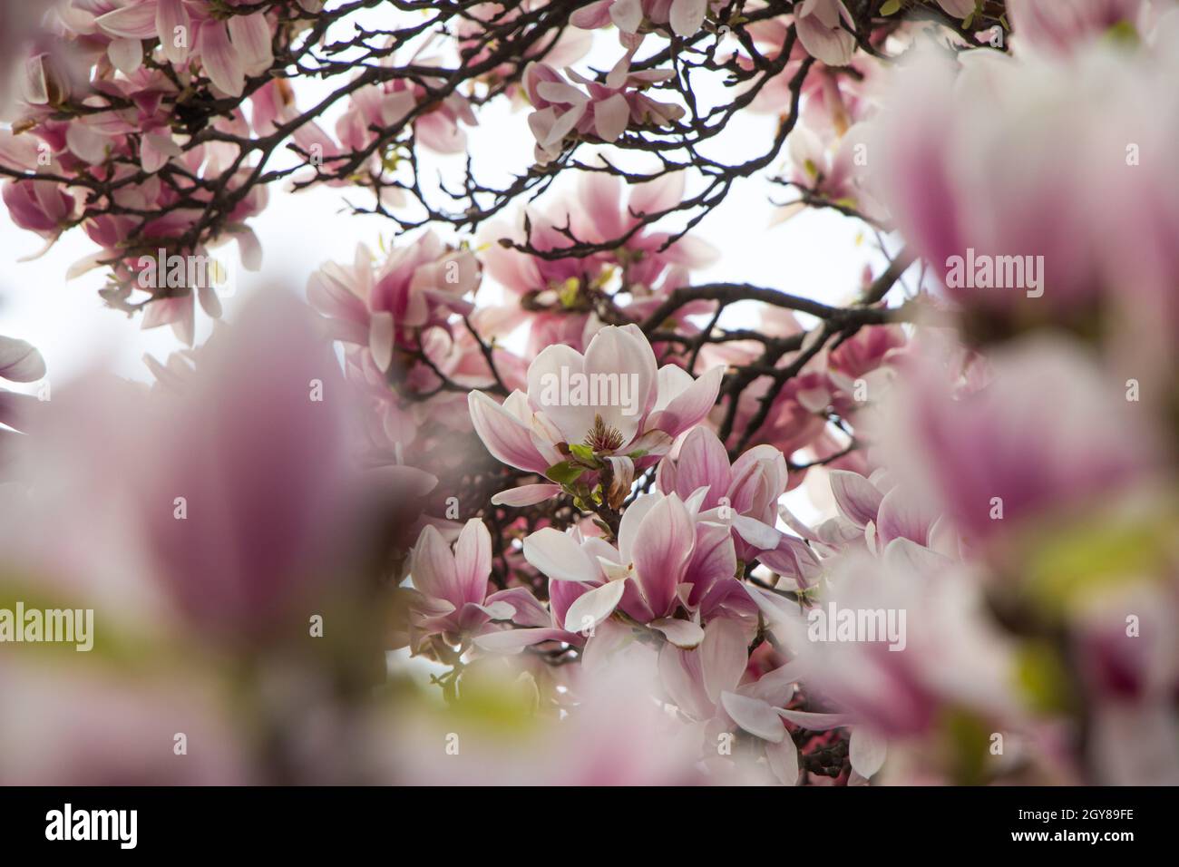 Beautiful magnolia blossom in a park, spring Stock Photo - Alamy