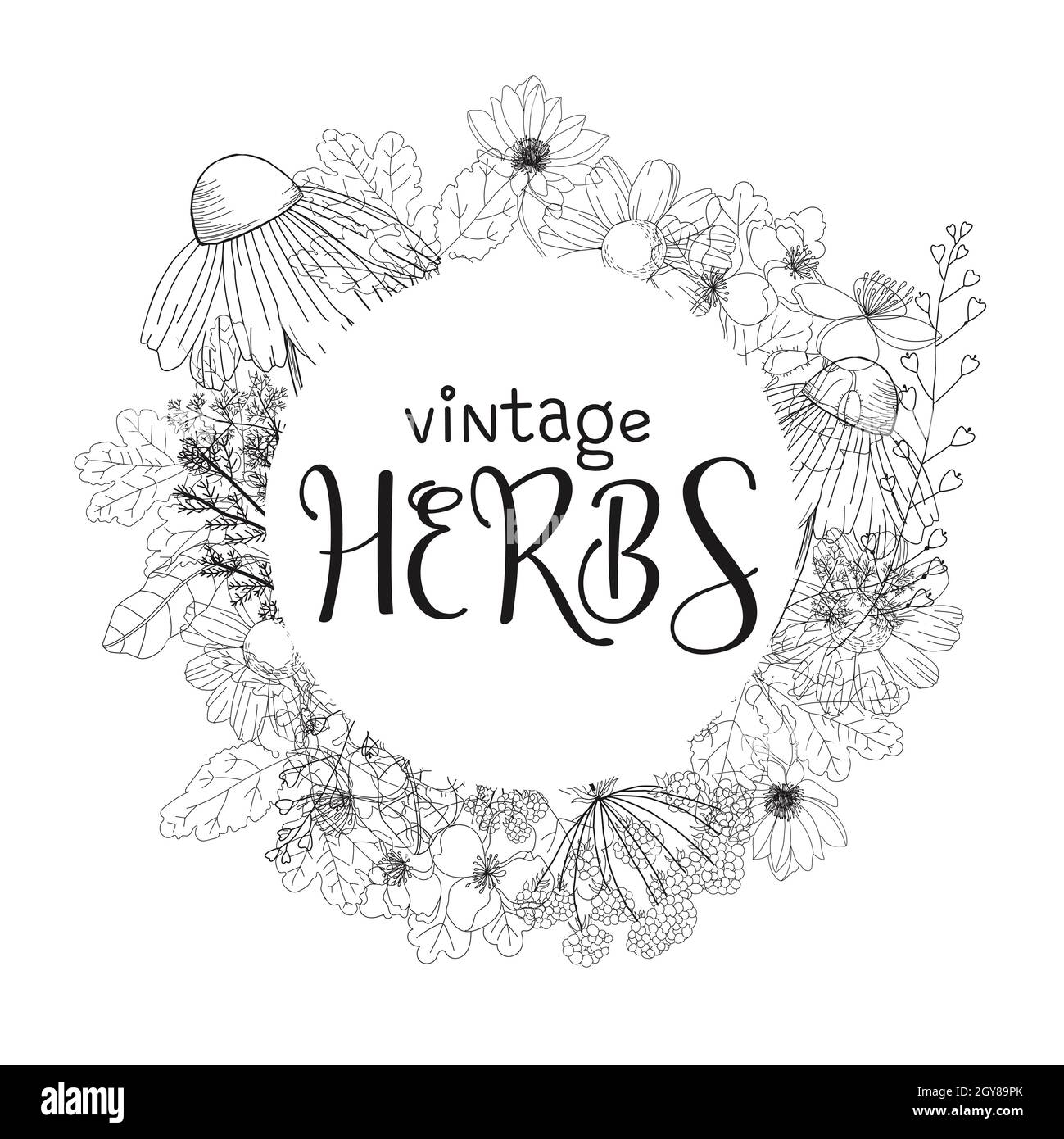 Herbs Medicinal Plants Botanical Illustration High Resolution Stock ...