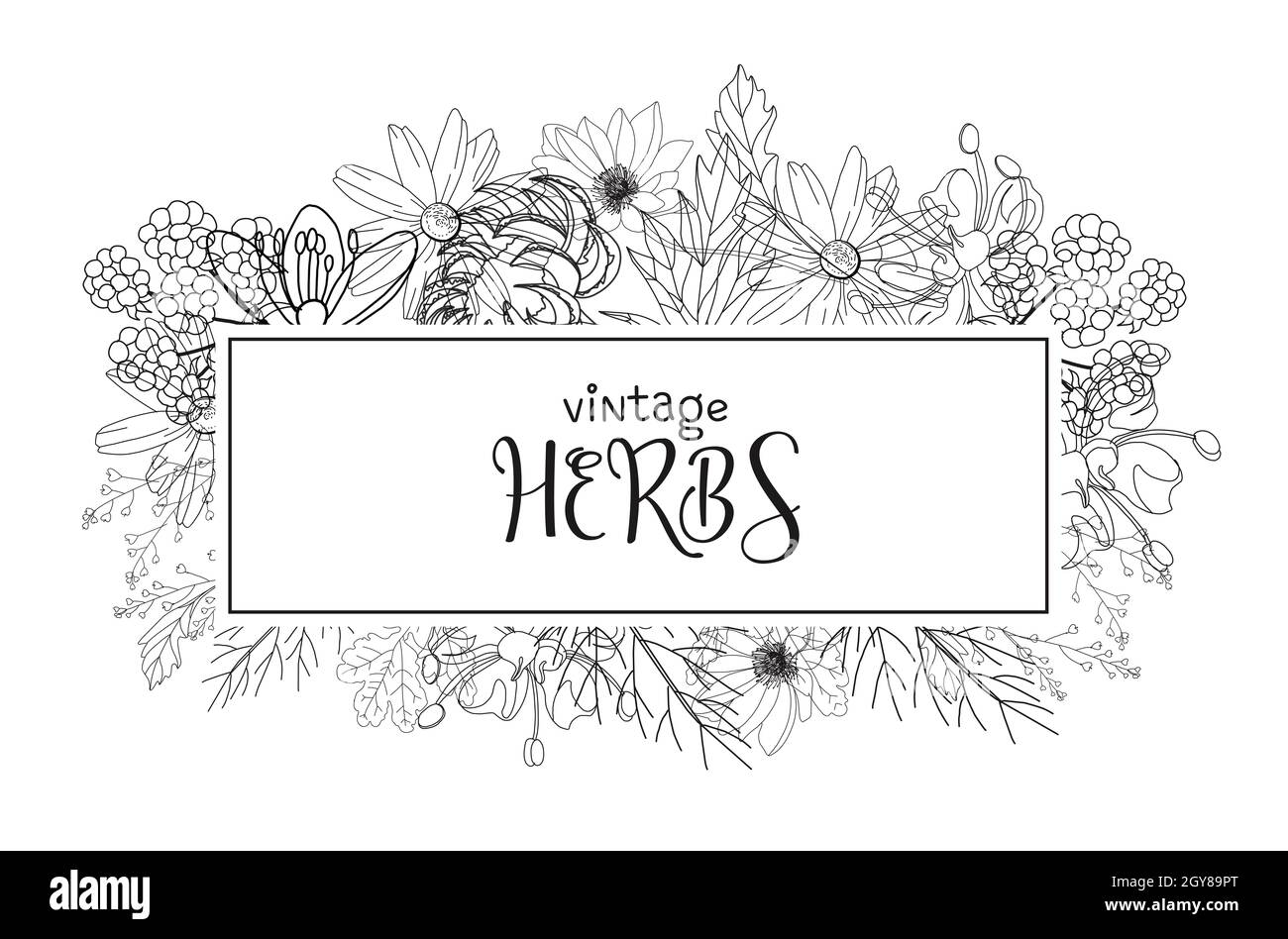 Template card with medicinal herbs. vector template. Wild medicinal ...