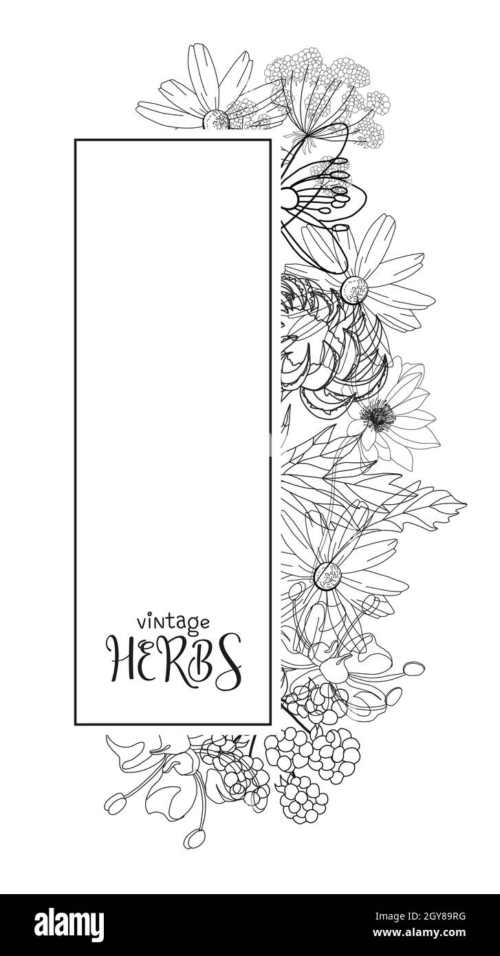 Template card with medicinal herbs. vector template. Wild medicinal plants. Retro flowers. Hand drawing illustration. Engraving style. Botanical illus Stock Photo