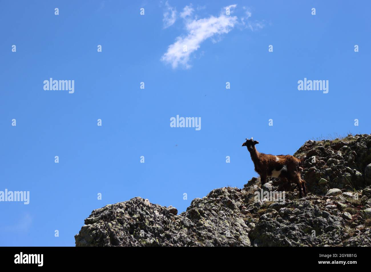 beautiful restless animal goat brave crazy funny natural Stock Photo ...