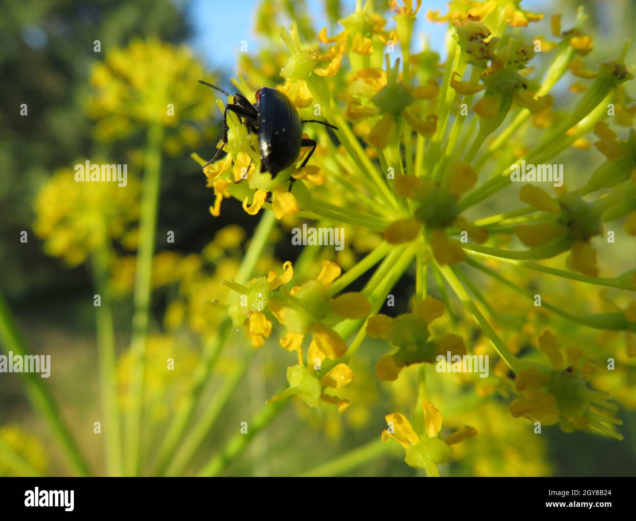 insect flower pollination beautiful natural macro beetle Stock Photo ...