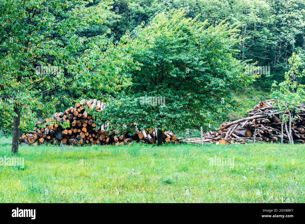 Photograph of a work area where trees are cut and felled.In the photo ...