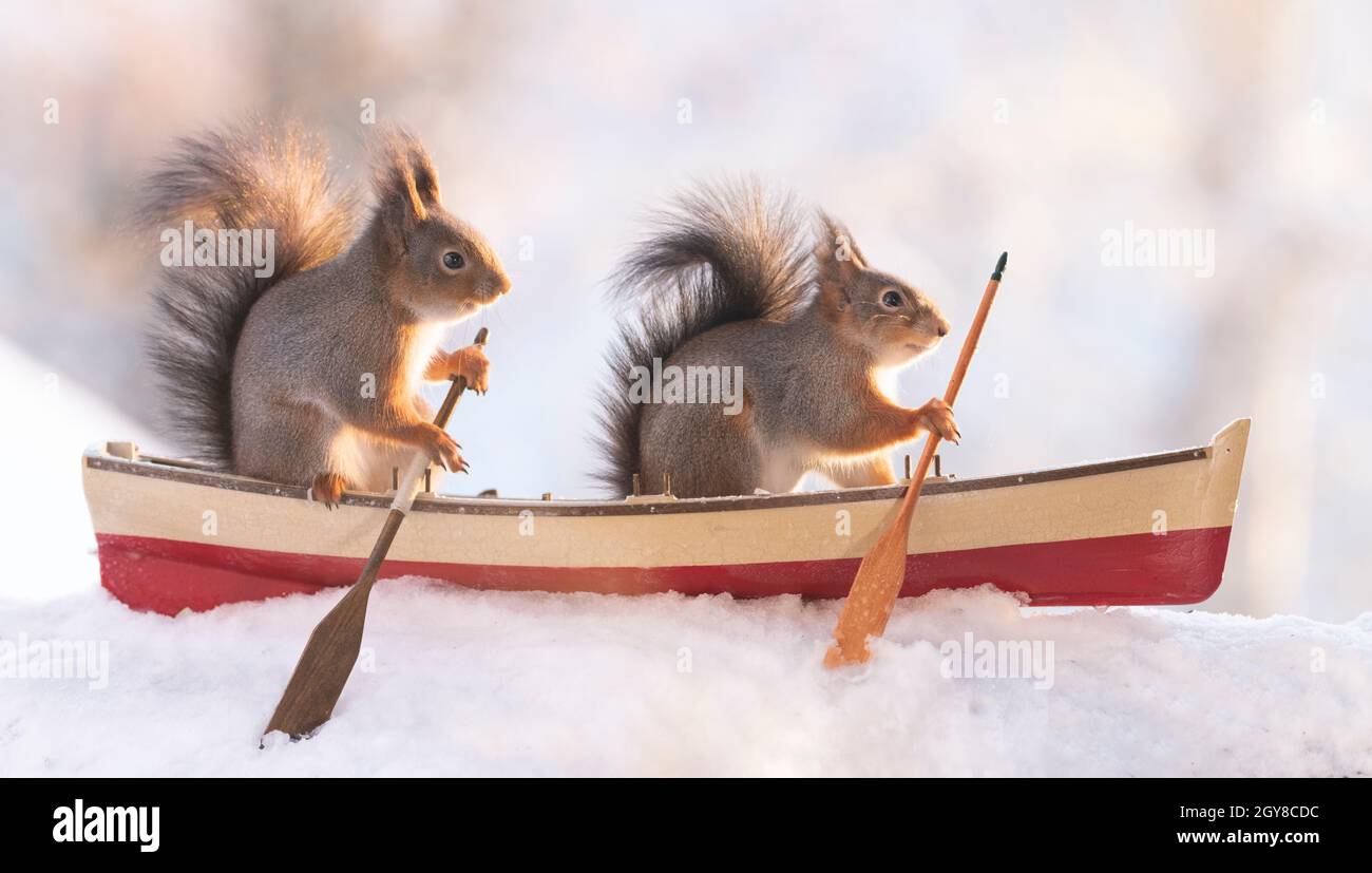 red squirrels are sitting in a boat with a paddle Stock Photo Alamy