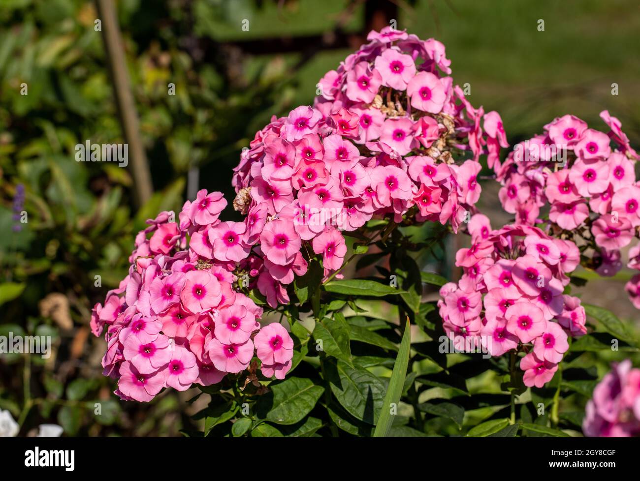 Flowering branch of pink phlox in the garden Stock Photo