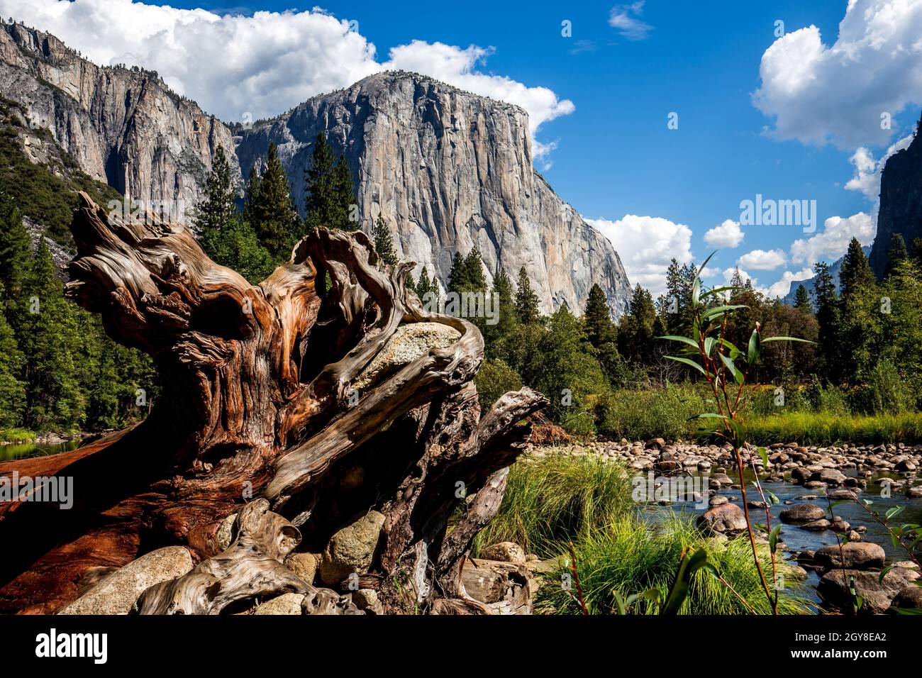 World famous rock climbing wall of El Capitan, Yosemite national park, California, usa Stock