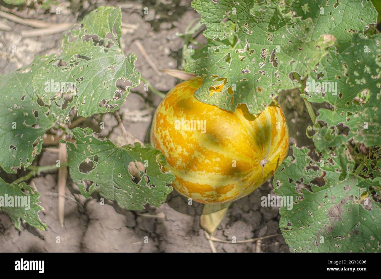 Thai cantaloupe or Yellow melon is a native fruit in Thailand. Planted in the garden around the house. Stock Photo
