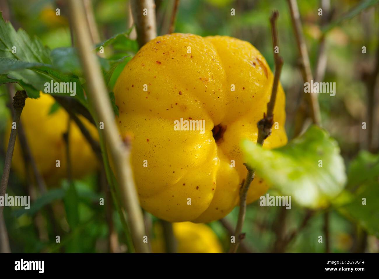 Fruit of Chaenomeles japonica, called the Japanese quince or Maule's quince Stock Photo