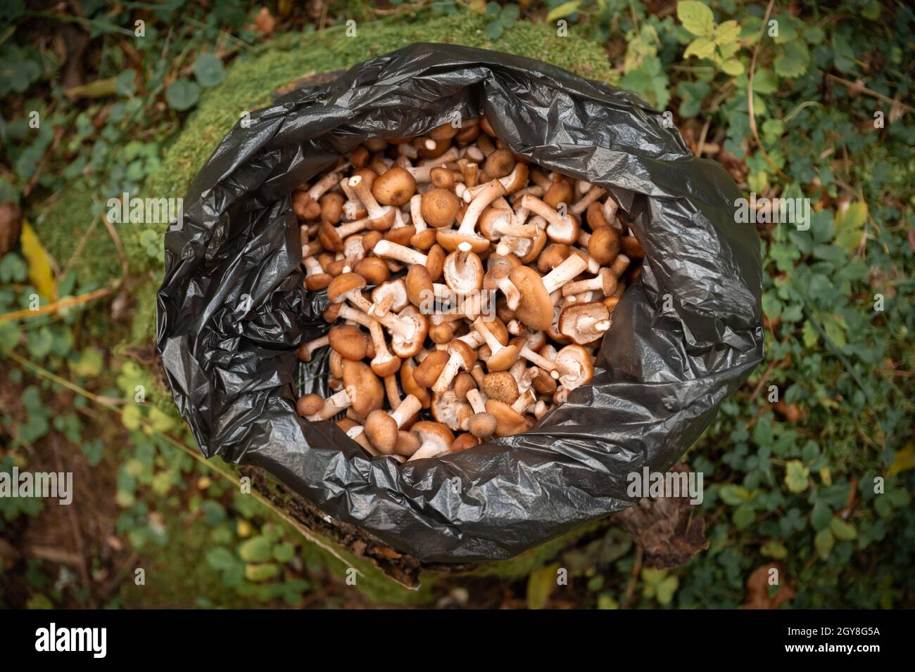 Honey mushrooms on stump in black plastic bag in autumn forest Stock Photo