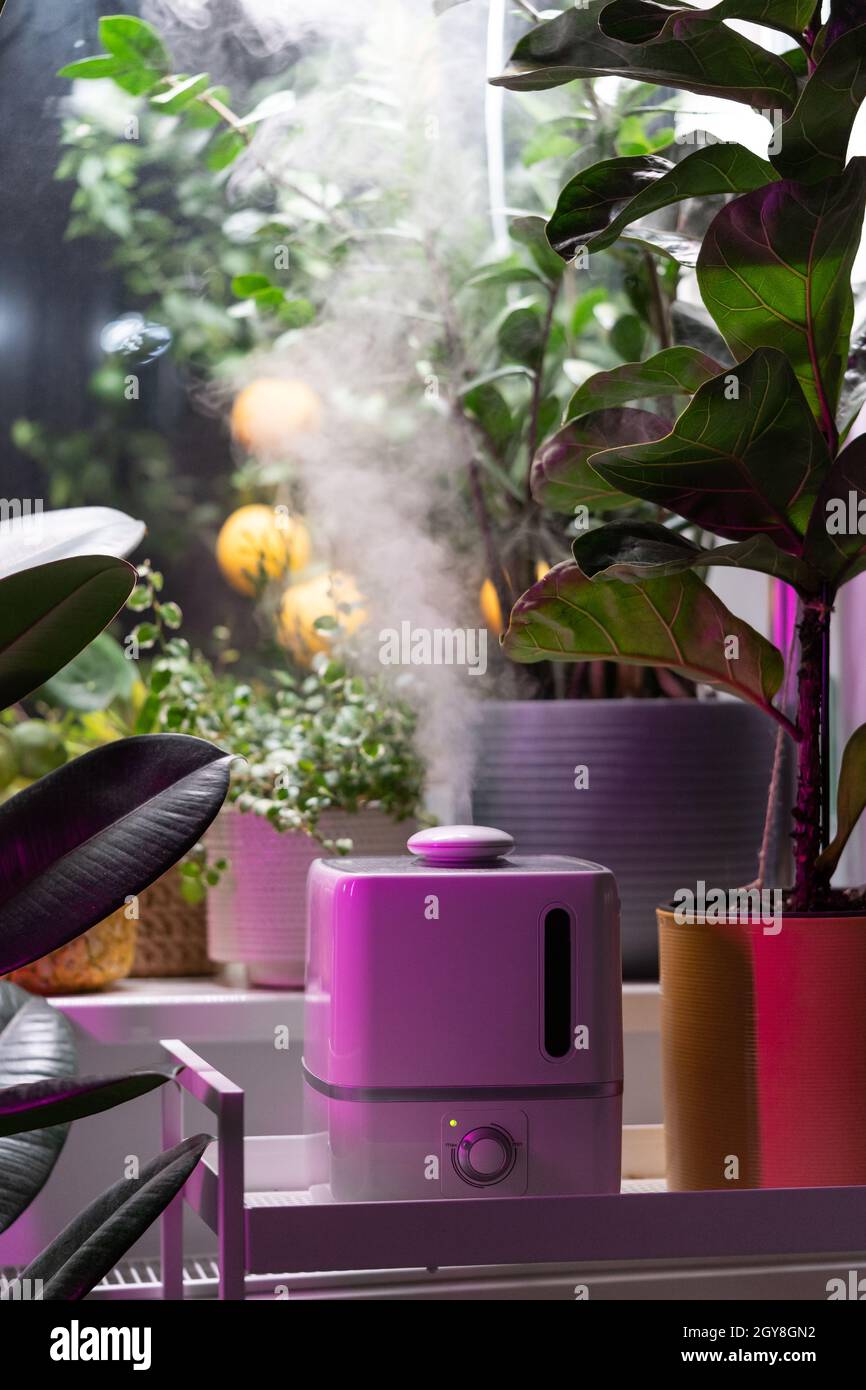 Steam from humidifier, moistens dry air surrounded by indoor