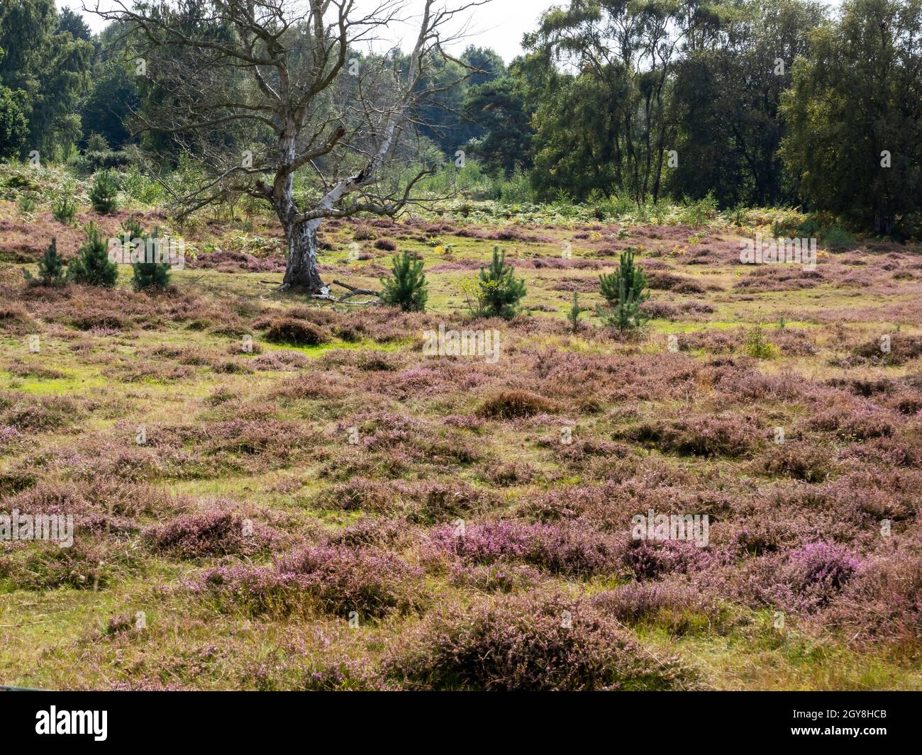 Knettishall Heath natrue reserve, a lowland heath near Redgrave, Suffolk, UK. Stock Photo