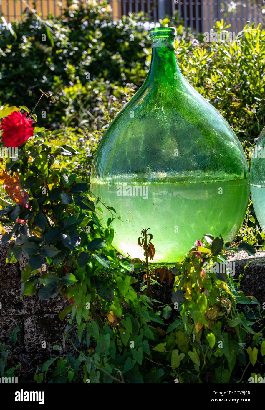 Demijohn wine bottles at vineyard of the Prosecco sparkling wine region in Valdobbiadene, Italy. Stock Photo