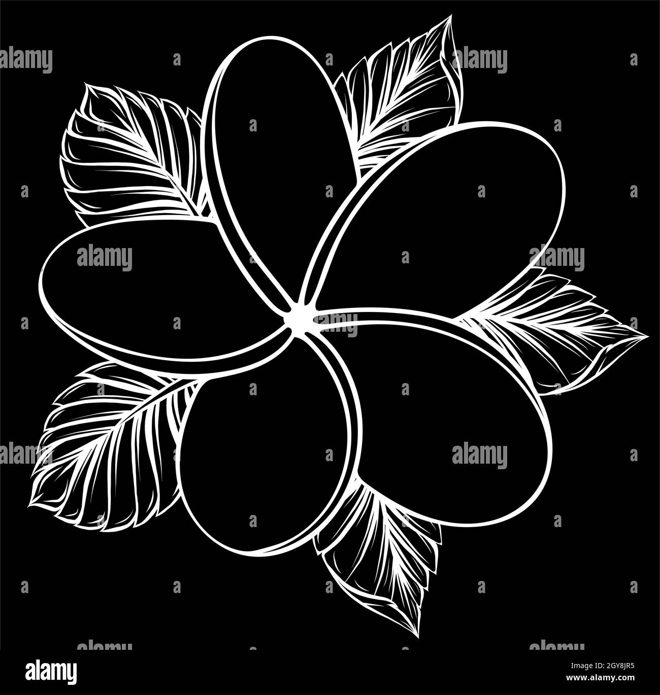 frangipani flower isolated on white Stock Photo Alamy