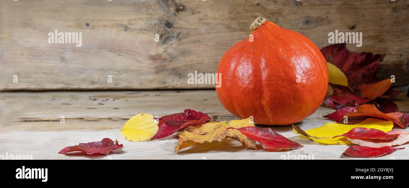 Red kuri squash or hokkaido pumpkin with colorful autumn leaves on rustic wooden planks, healthy seasonal vegetable, panoramic format, copy space, sel Stock Photo
