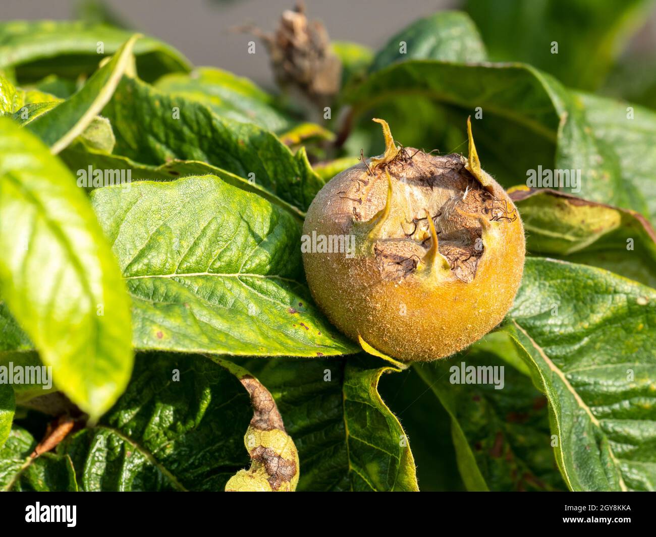 Medlar fruit on a tree in Redgrave, Suffolk, UK. Stock Photo