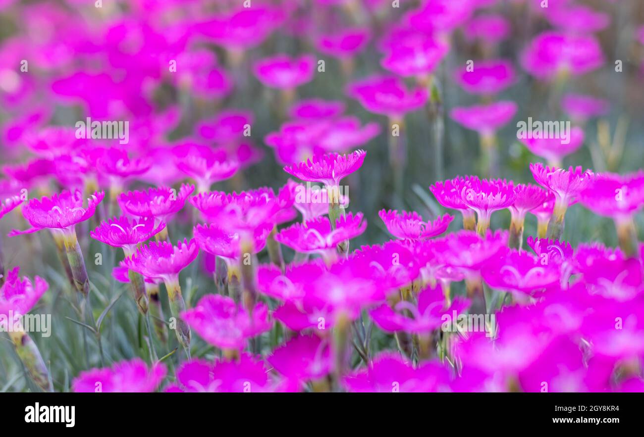 Maiden Pink meadow on summer day. Dianthus deltoides. Stock Photo