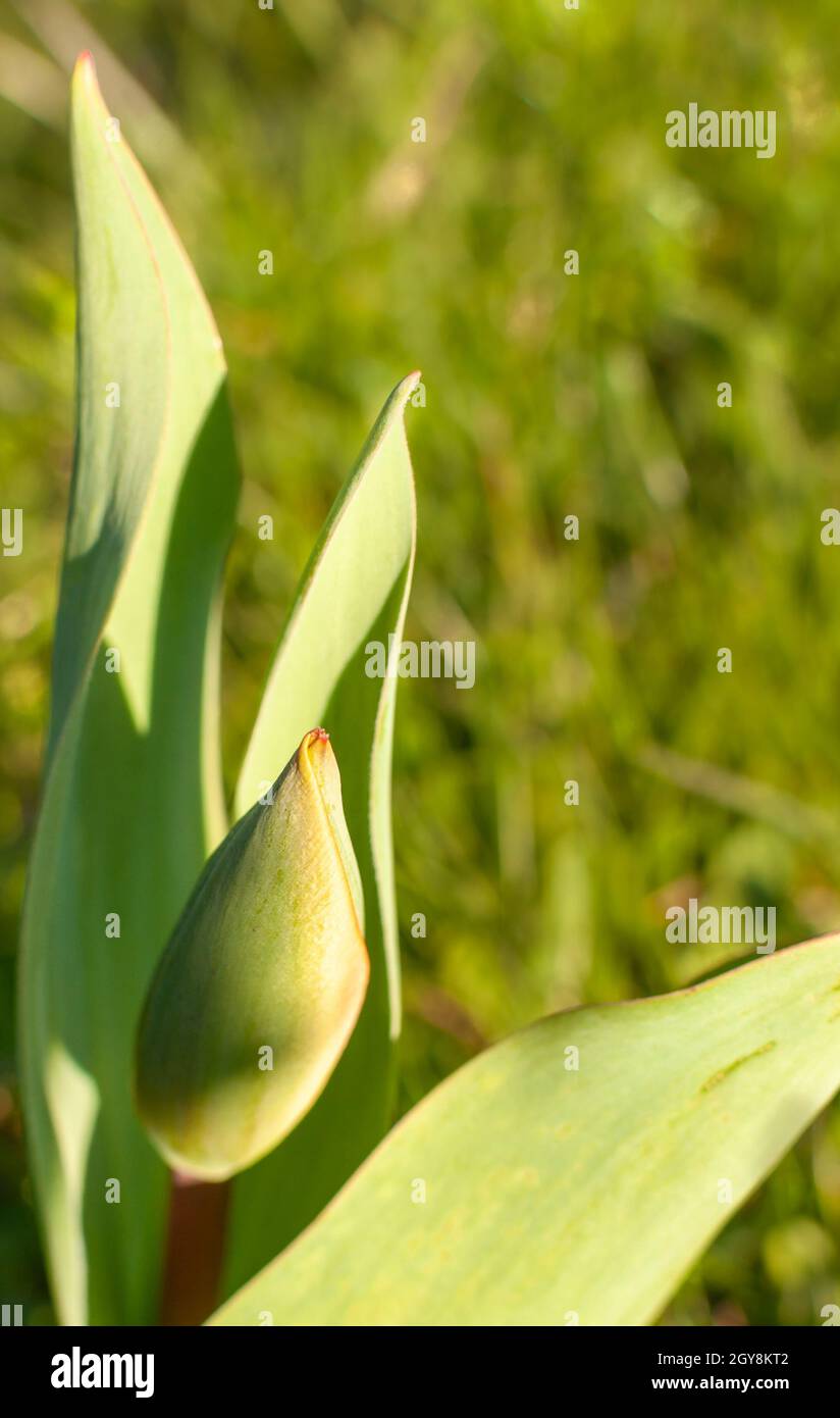 Green tulip flower bud on the green blurred background Stock Photo - Alamy