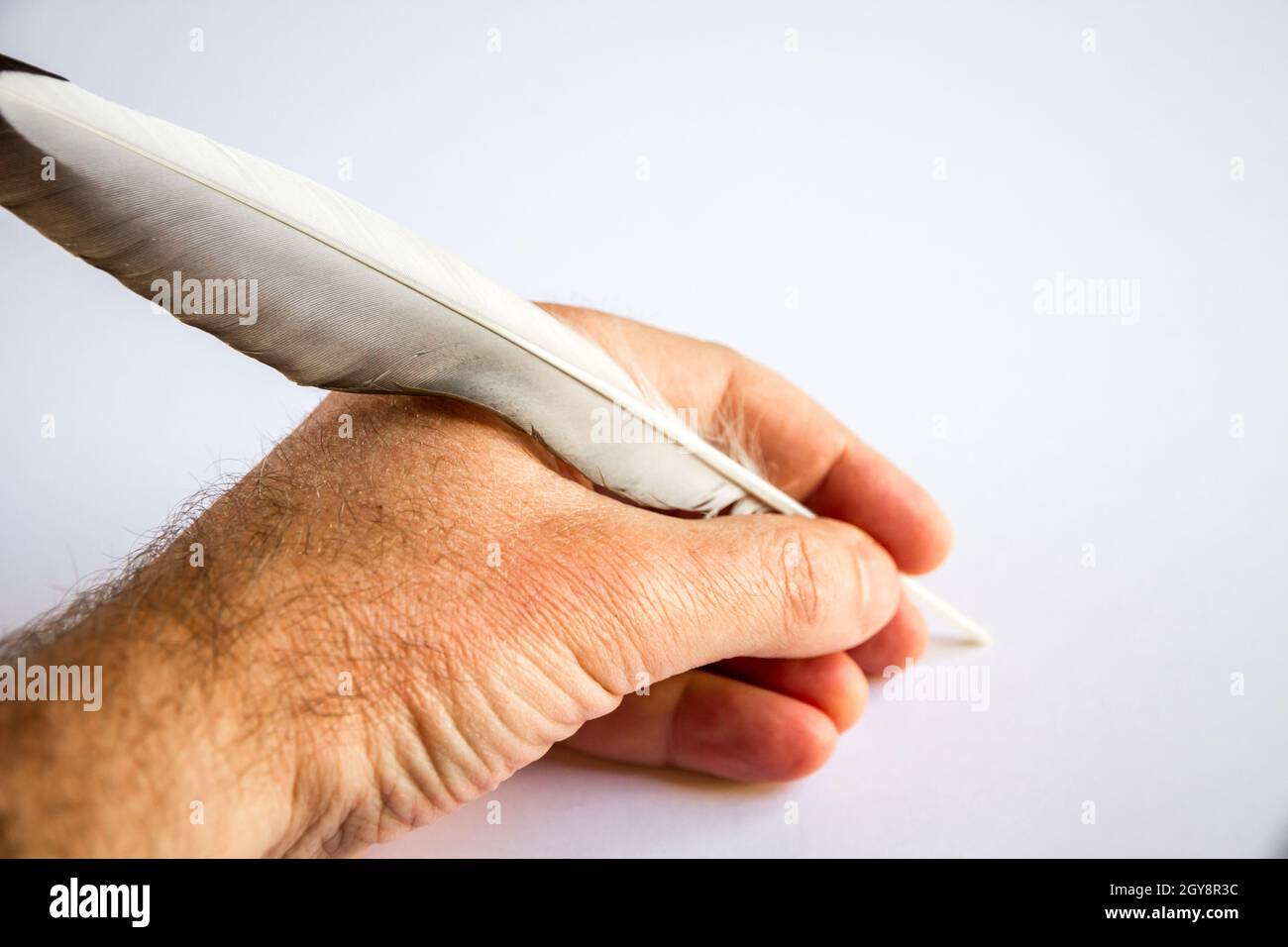 hand writing with a bird feather isolated on white background Stock Photo