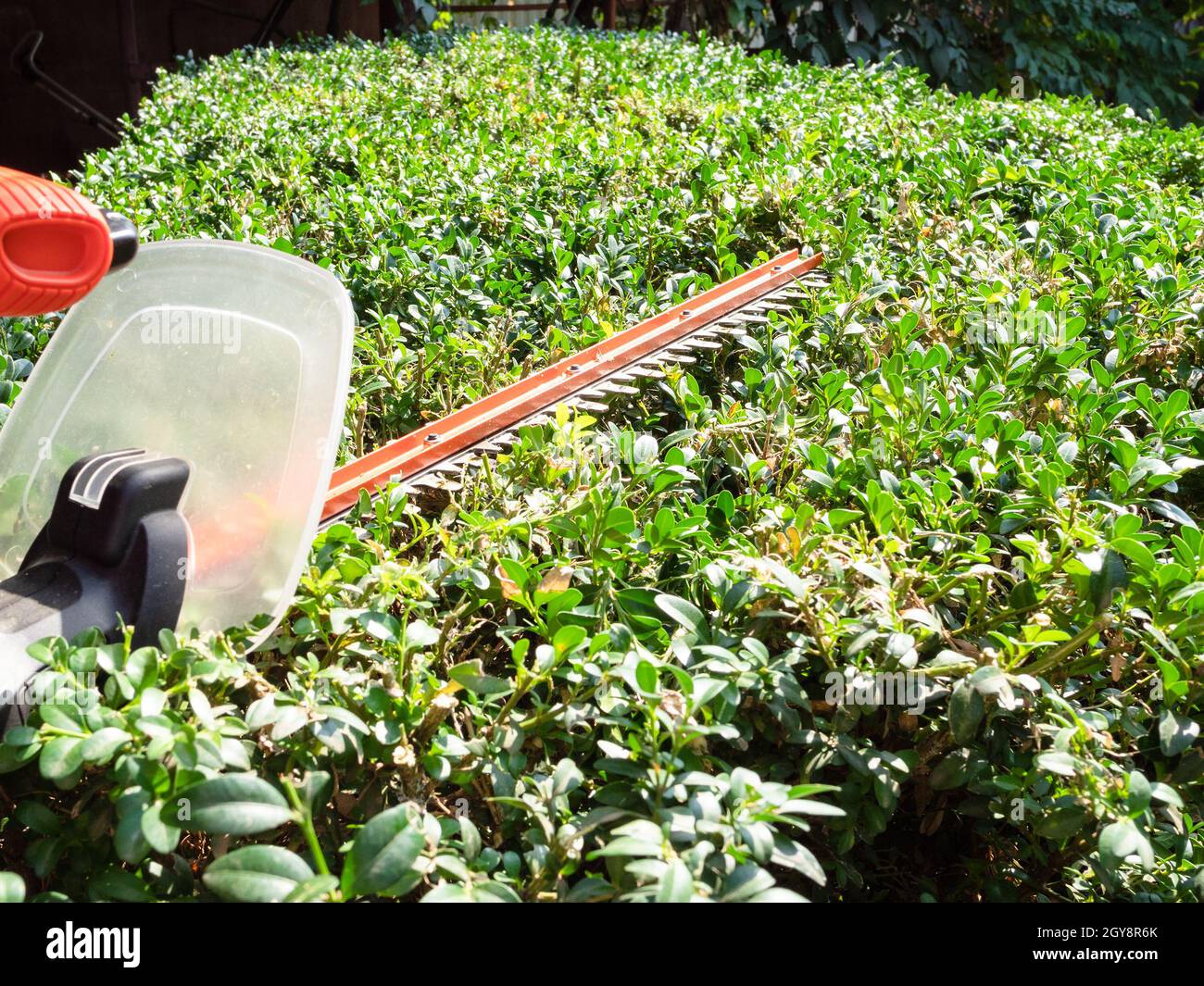 Trimming Boxwoods With Electric Trimmer Online innoem.eng.psu.ac.th