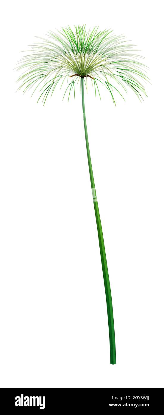 3D rendering of a papyrus plant or Cyperus papyrus or Nile grass isolated on white background Stock Photo