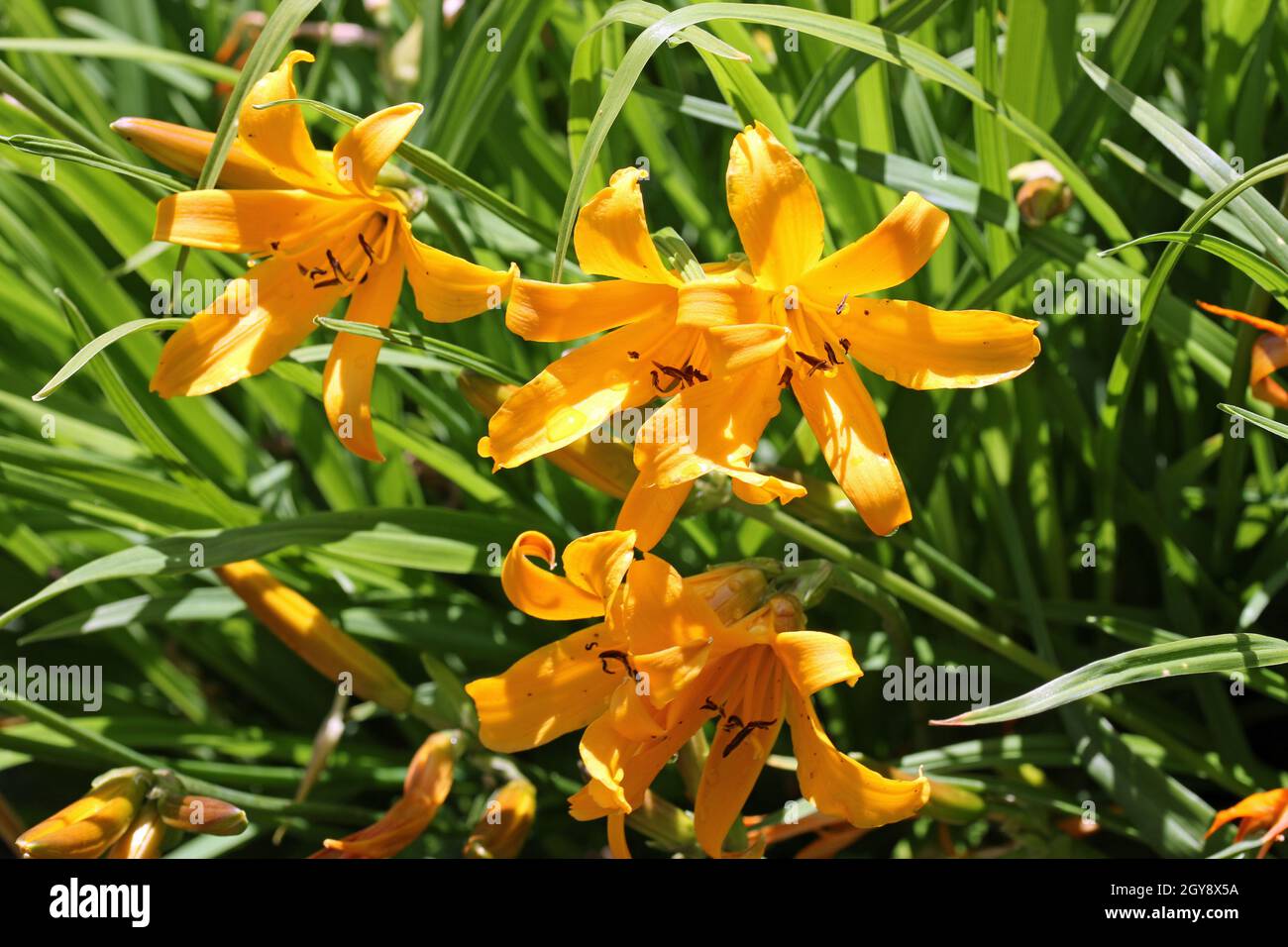 Orange copper daylily, Hemerocallis dumortieri unknown variety, flower with a blurred background of leaves and faded flowers. Stock Photo