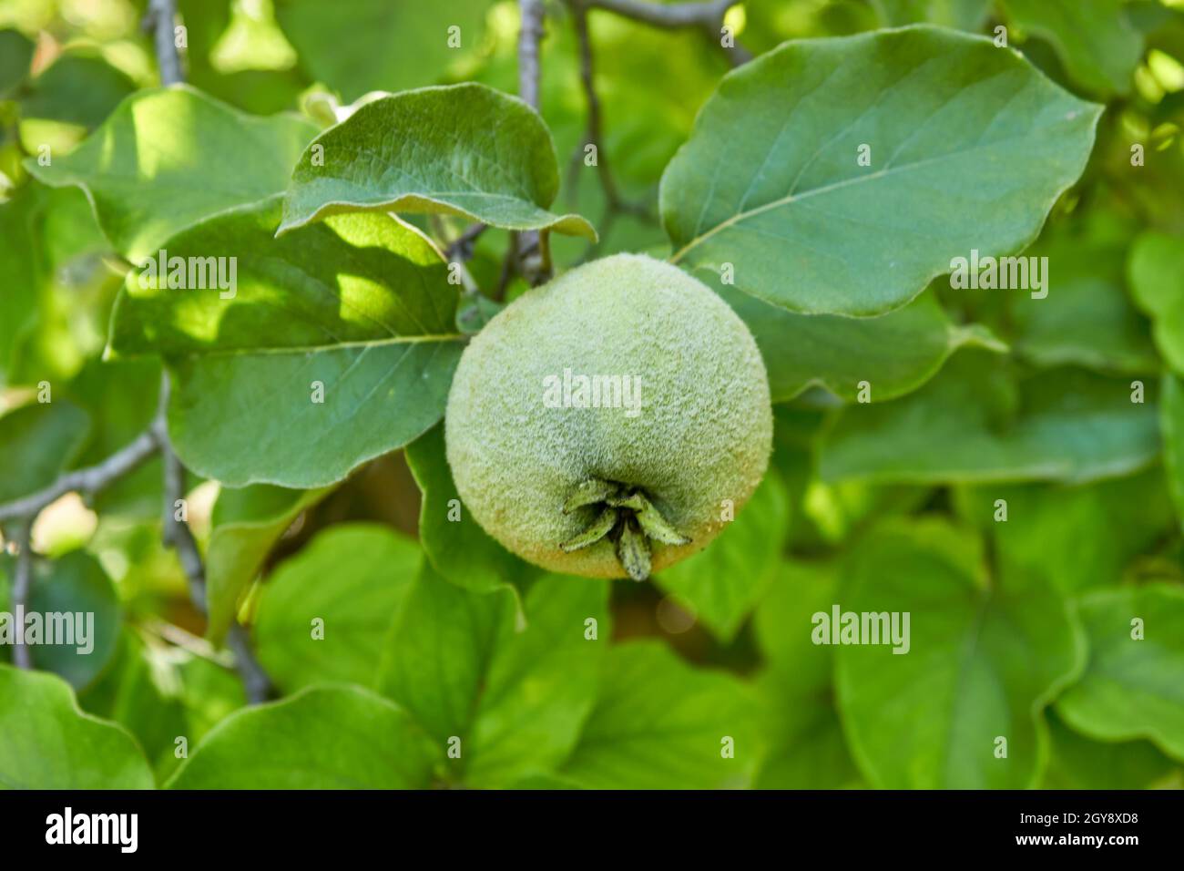 A ripening green quince on a tree branch close up. The unripe crop is growing. A shaggy apple on a green tree. Selective focus for a fruit. Stock Photo