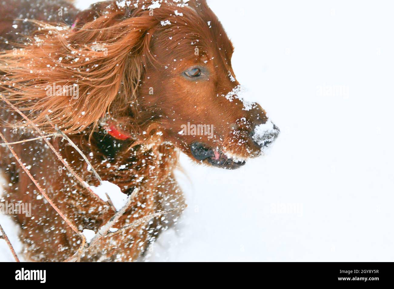 Irish red setter on a walk in winter Stock Photo