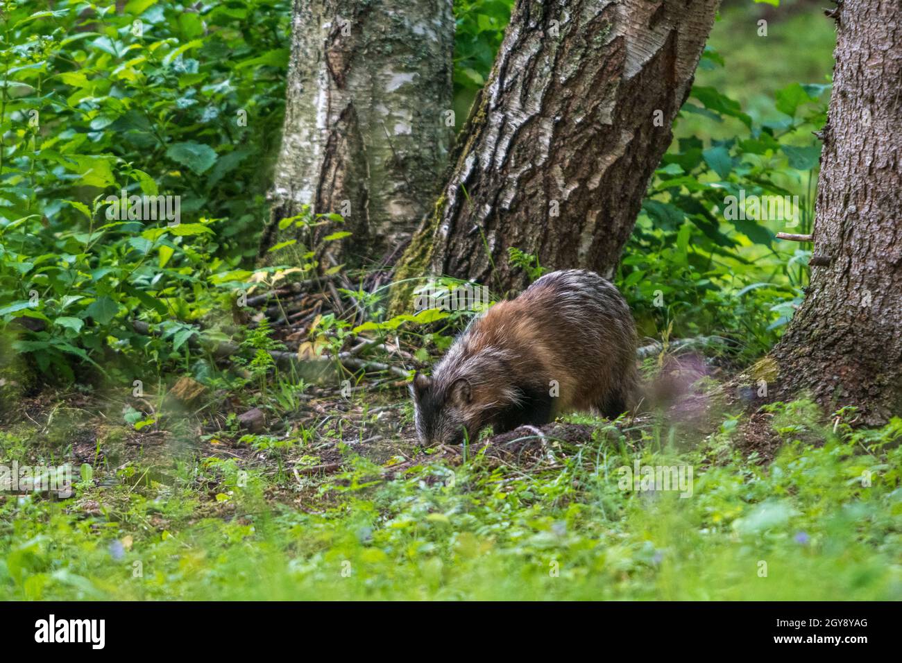 Raccoon dog (Nyctereutes procyonoides), an East Asian species ...