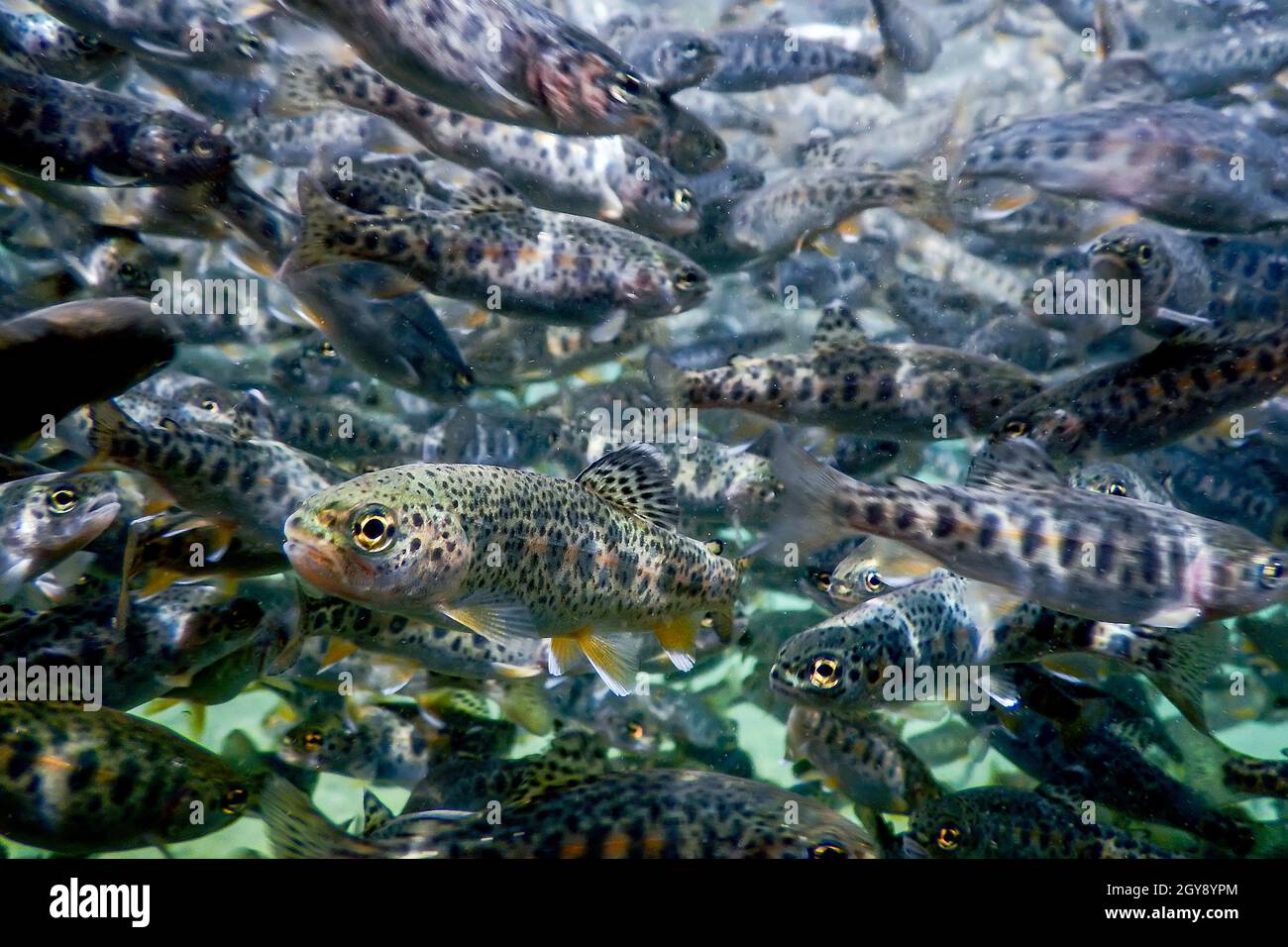 River Trout swim underwater, Trout underwater scene, Trout farm Stock Photo Alamy