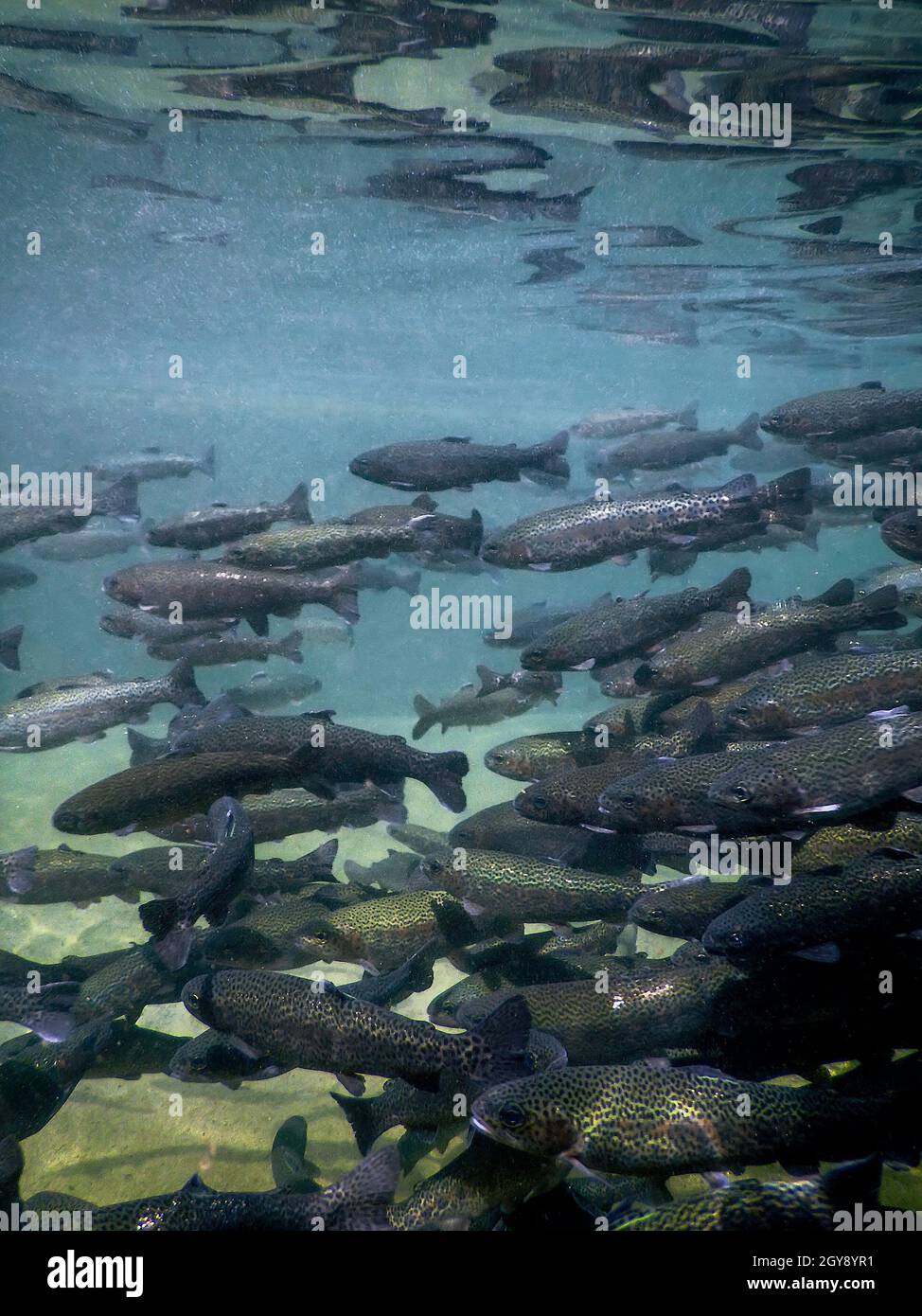 River Trout swim underwater, Trout underwater scene, Trout farm Stock Photo Alamy