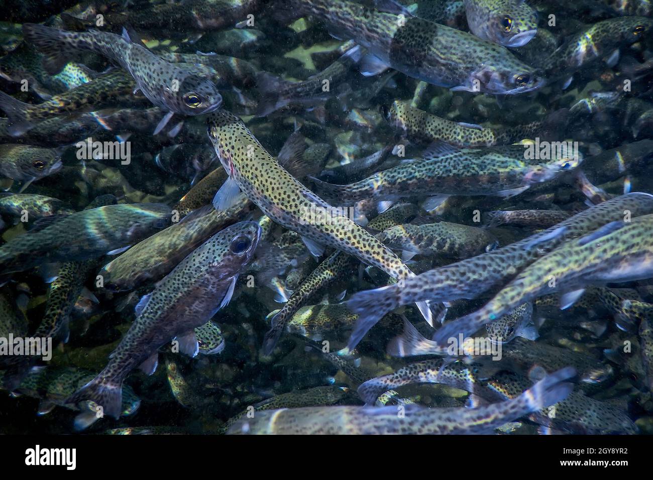 River Trout swim underwater, Trout underwater scene, Trout farm Stock Photo Alamy