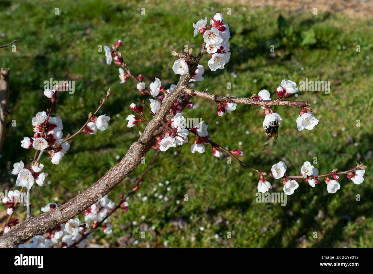 apricot blossom in Wachau Austria Stock Photo Alamy