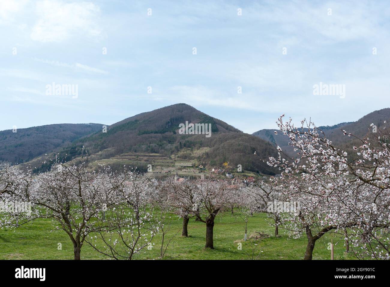 apricot blossom in Wachau Austria Stock Photo Alamy
