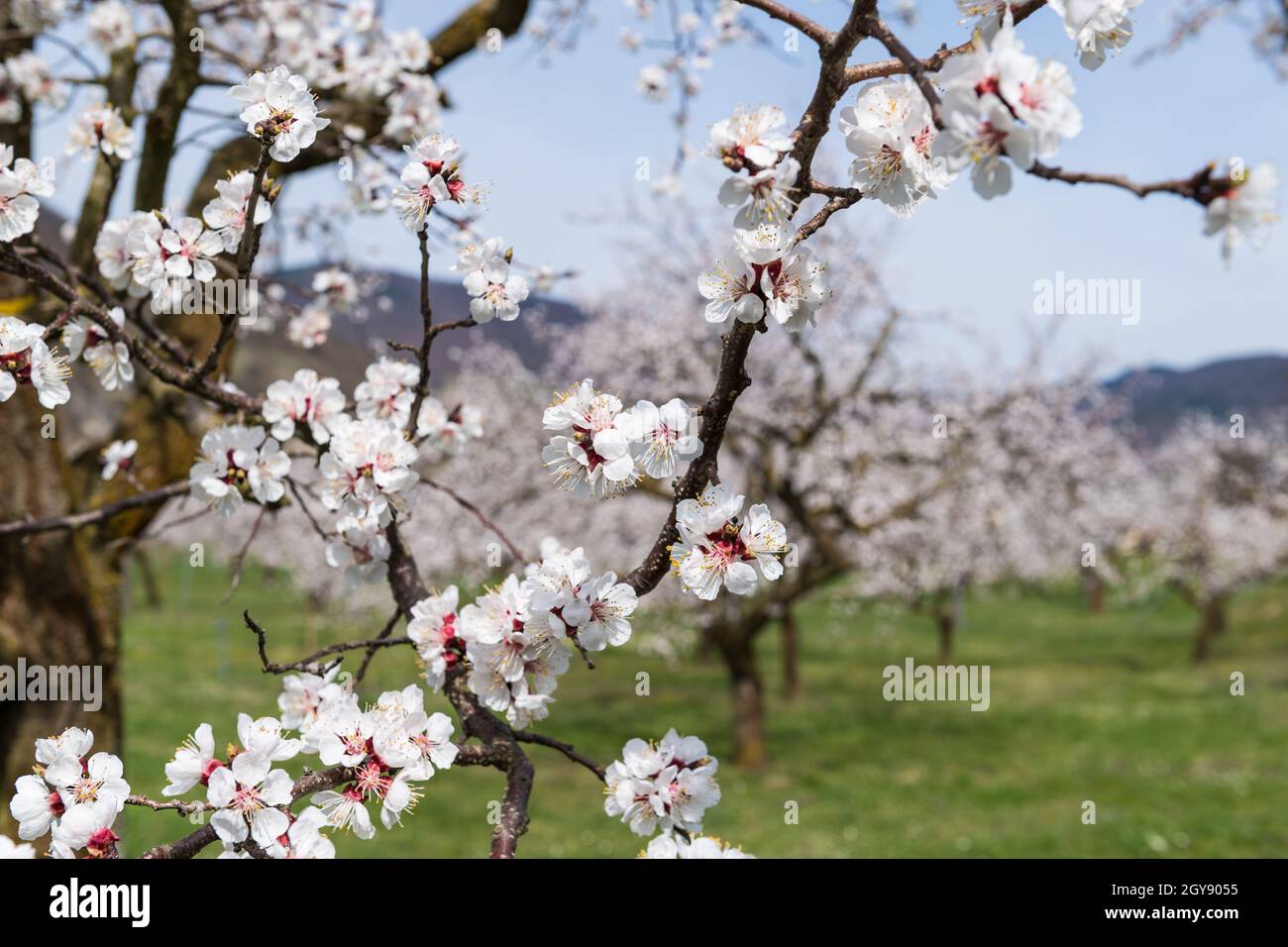 apricot blossom in Wachau Austria Stock Photo Alamy