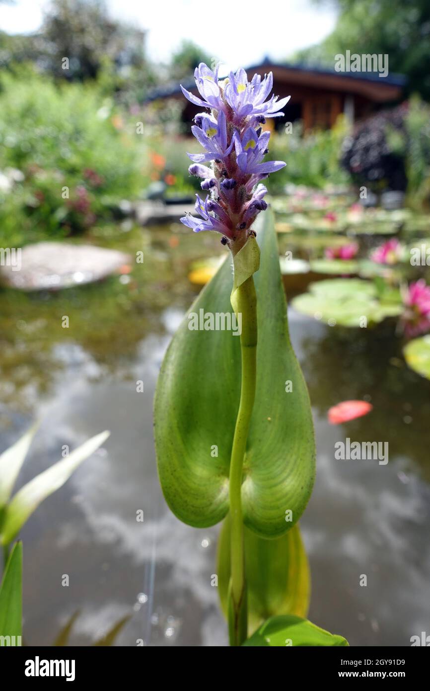 Herzblättriges Hechtkraut (Pontederia cordata) blühend im Gartenteich