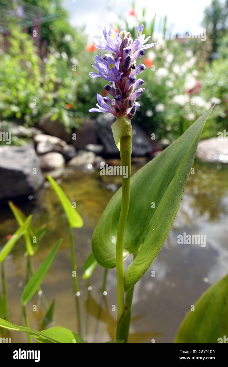 Herzblättriges Hechtkraut (Pontederia cordata) blühend im Gartenteich